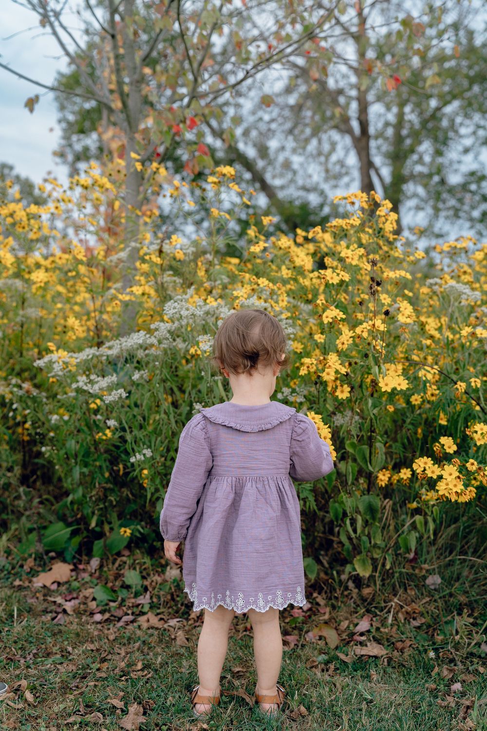 Purple dress-clad toddler exploring a garden path with blooming yellow flowers and greenery in Akron, Ohio Metro Park Family Photo Session