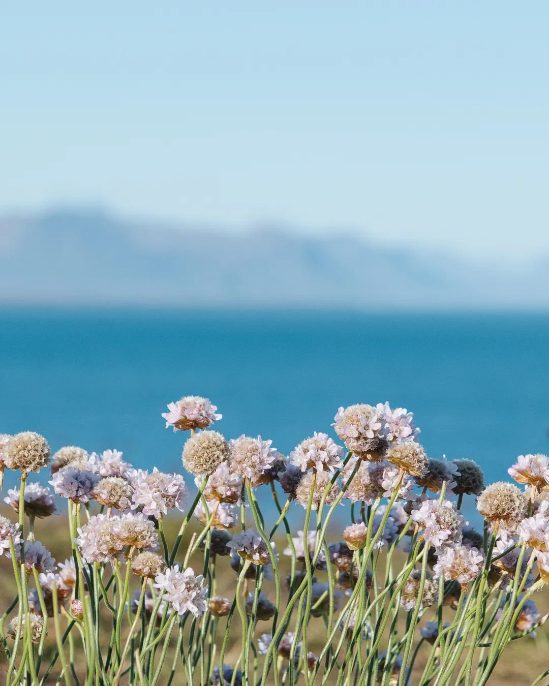 Soft pink wildflowers growing near the coastline with mountains across the water.
