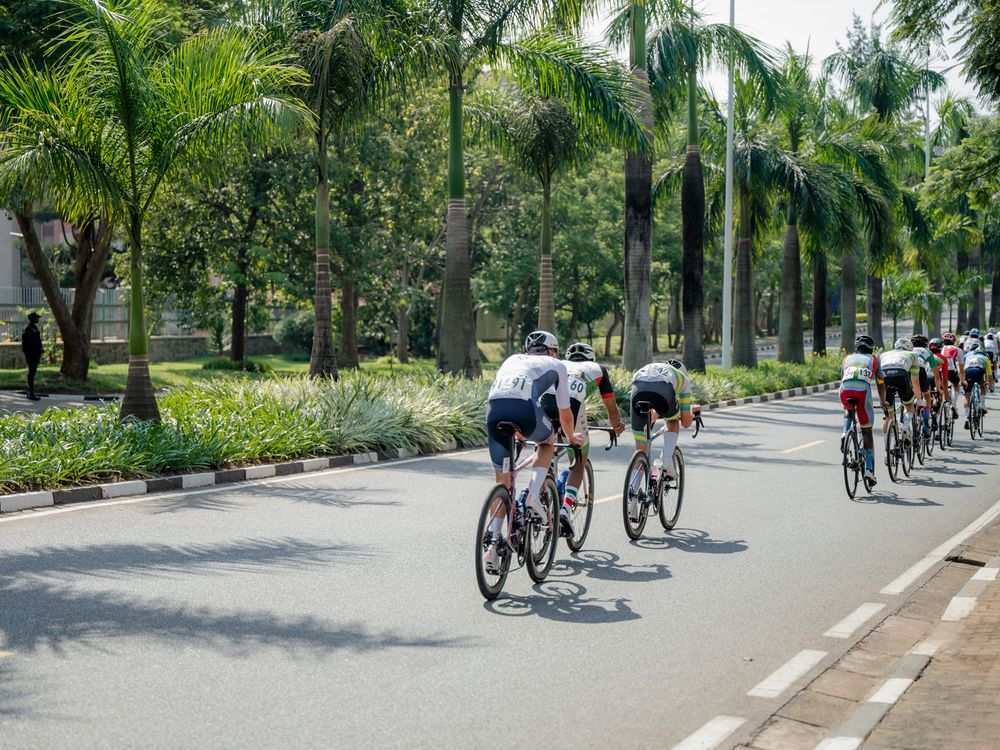 Cyclists riding along a palm tree-lined path in a tropical park on a sunny day.