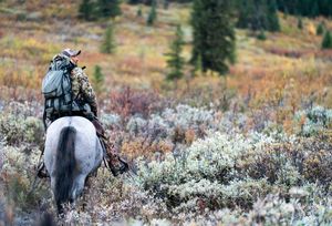 Horses walking through snowy brush in mountain wilderness during autumn season.