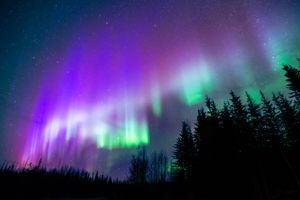 Vibrant purple and green aurora borealis dancing across the night sky above dark forest silhouettes.