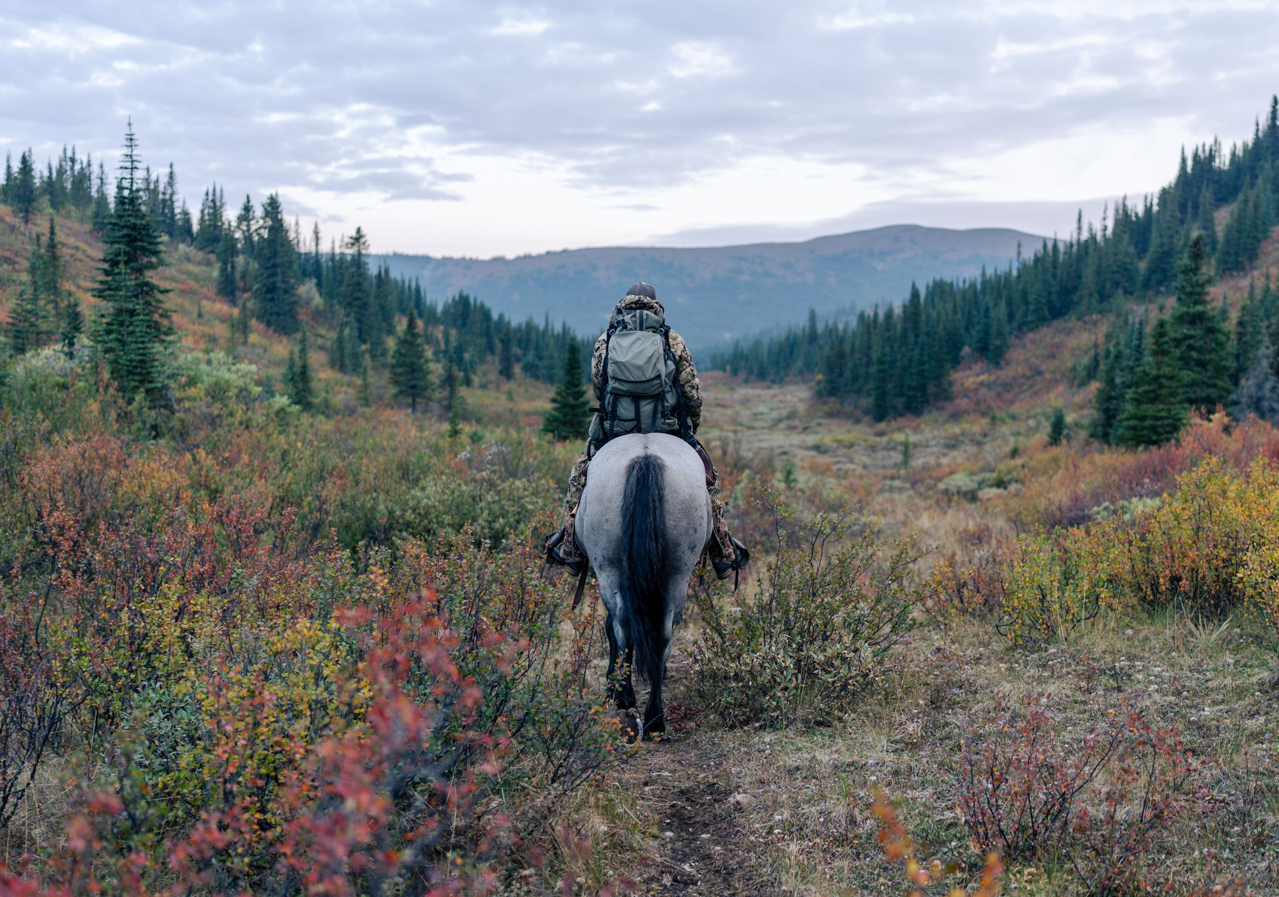 Lone horseback rider traversing autumn mountain trail surrounded by evergreen forest.