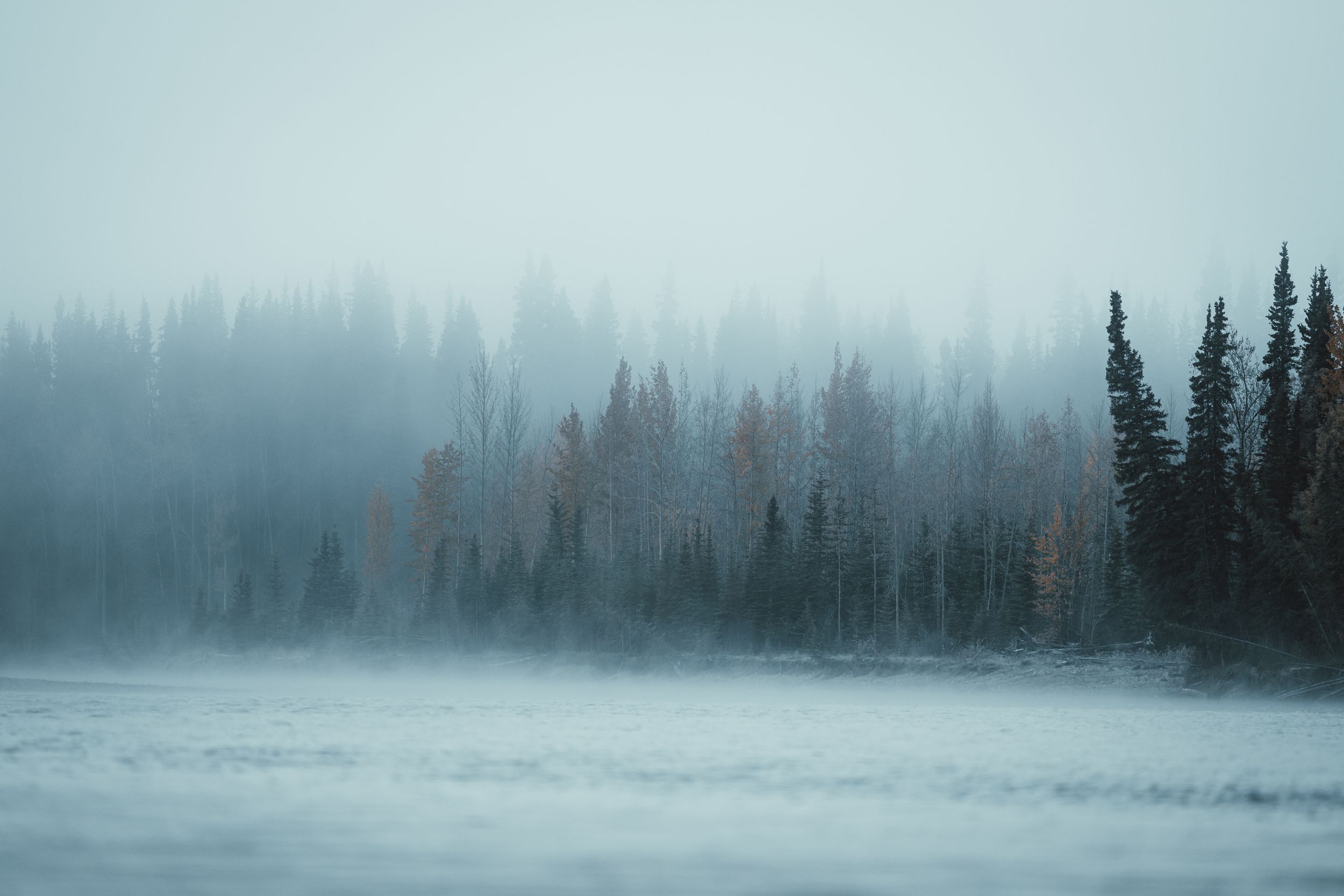 Misty winter forest scene with evergreen trees silhouetted against a foggy backdrop.