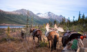 Horseback riders traversing through autumn wilderness with snow-capped mountains in the background.