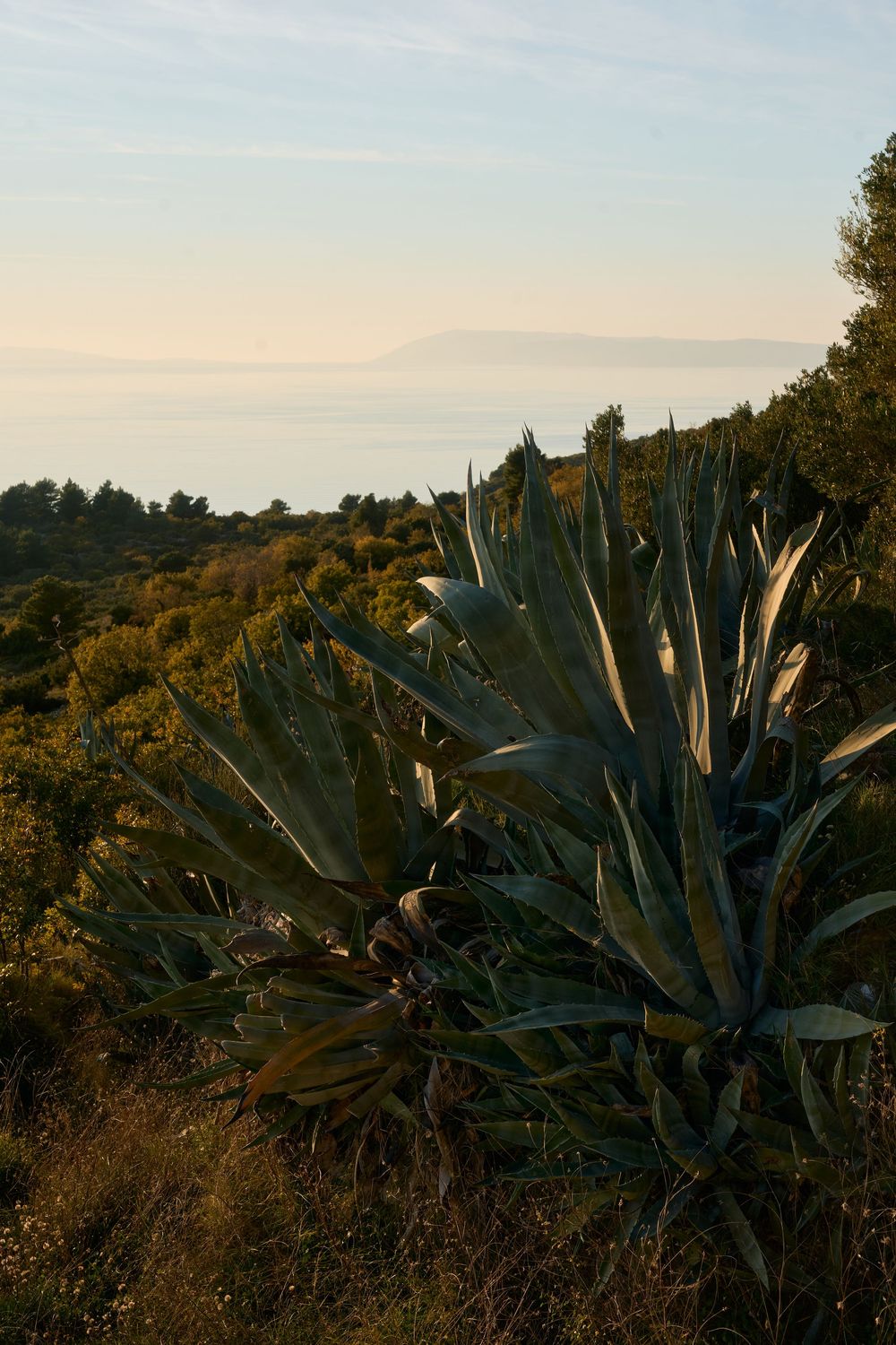 Large agave plants grow on a hillside overlooking a misty coastal landscape at sunset.