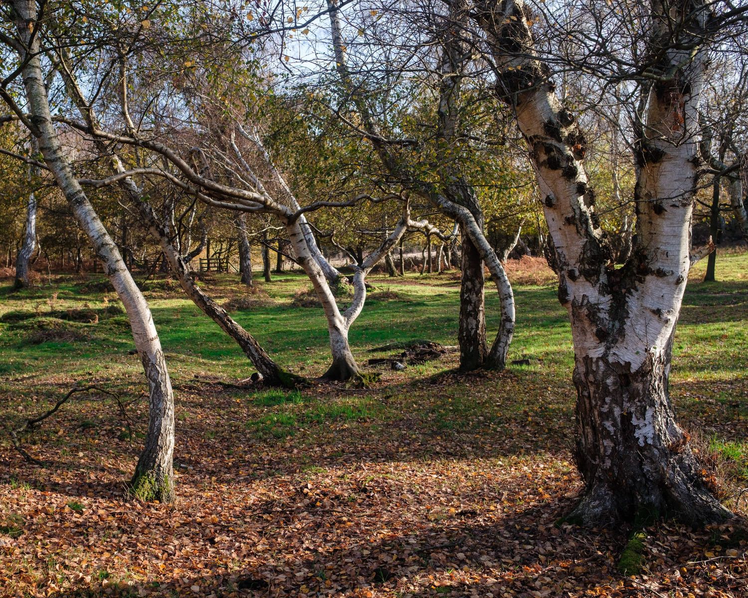 A panoramic view of gnarled birch trees in a peaceful park setting with autumn leaves scattered on the ground.