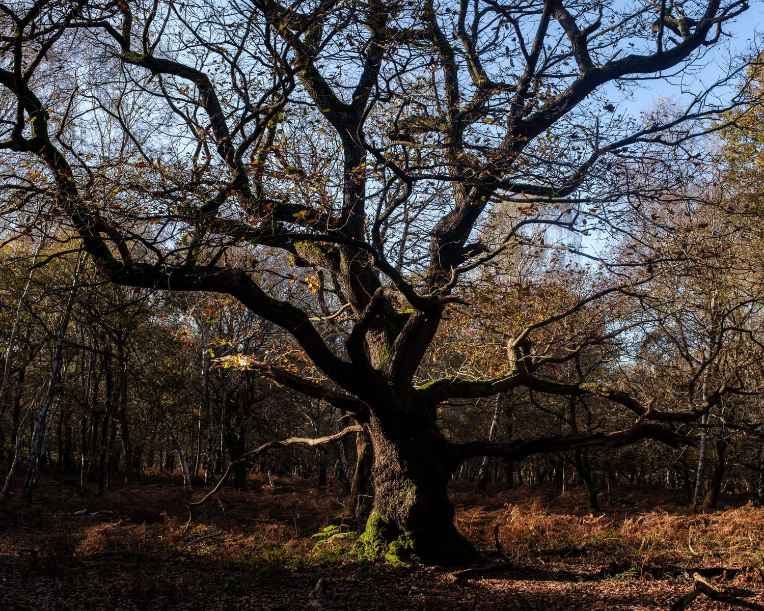 Panoramic view of twisted bare tree branches in a dark moody forest during autumn season.