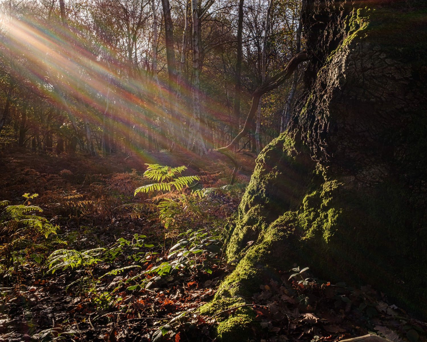 Sunbeams pierce through autumn forest canopy illuminating green ferns and fallen leaves on woodland floor.