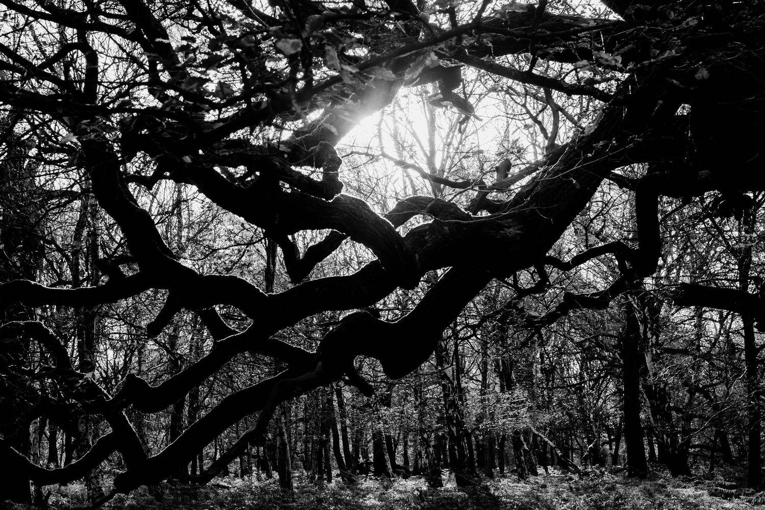 Dramatic black and white panorama of twisted oak tree branches silhouetted against a moody winter sky.