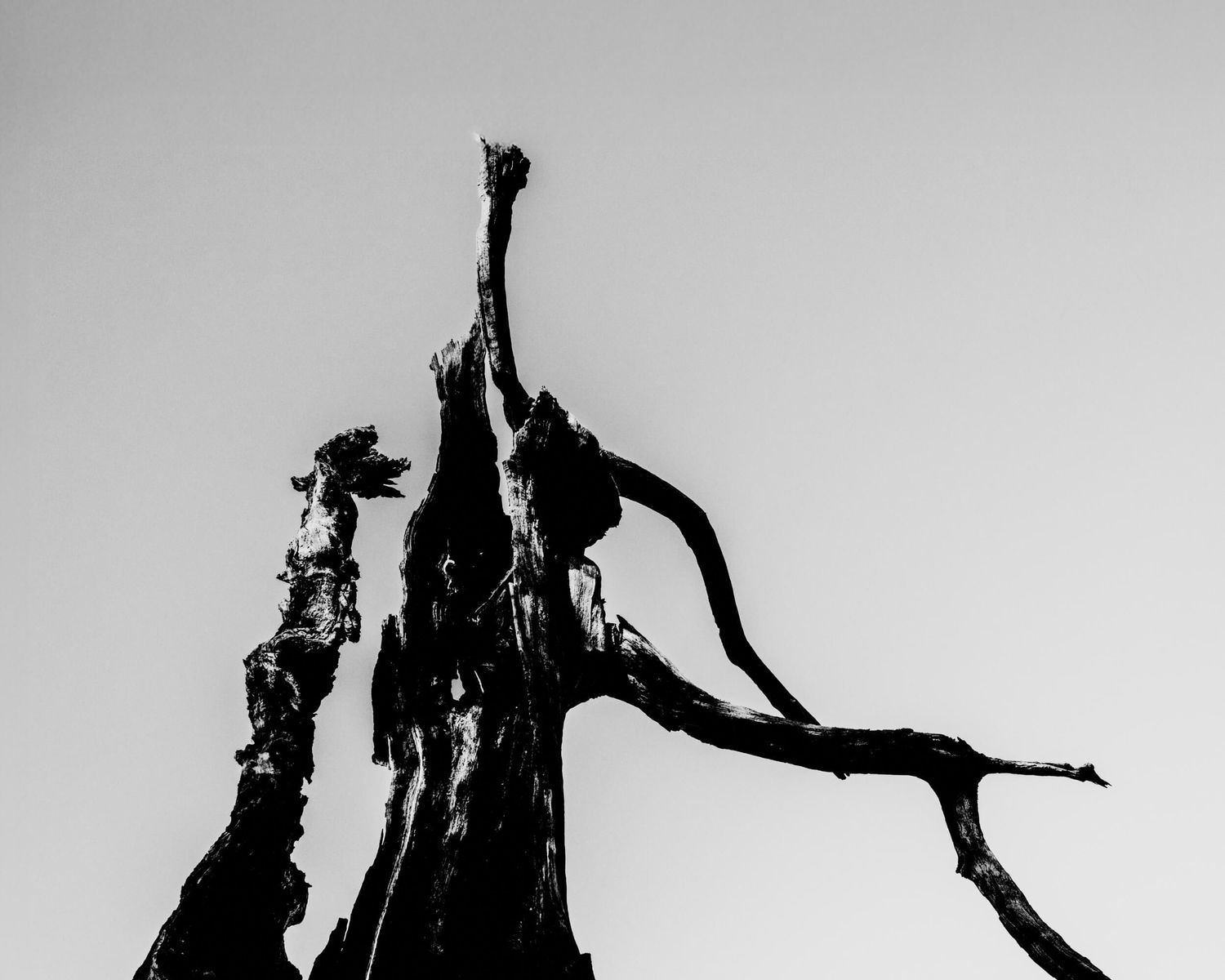 Abstract black and white silhouette of twisted tree branches against light background creating dramatic contrast.