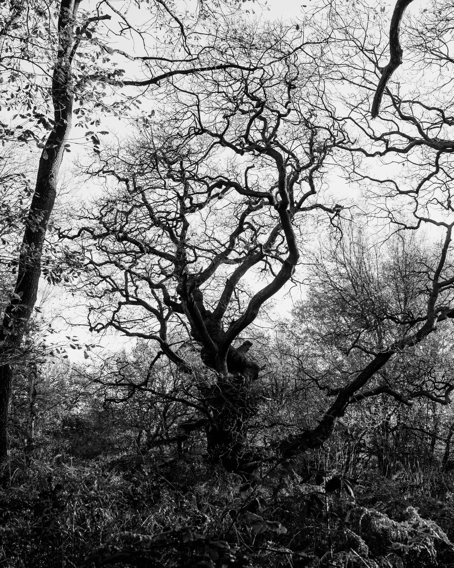 Black and white photograph of twisted tree branches creating dramatic silhouettes against a moody winter sky.