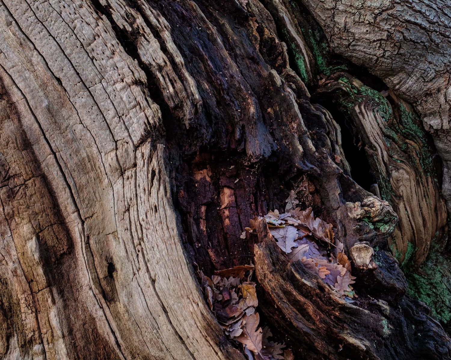 Close-up detail of weathered tree bark texture showing deep grooves and natural wood grain patterns.