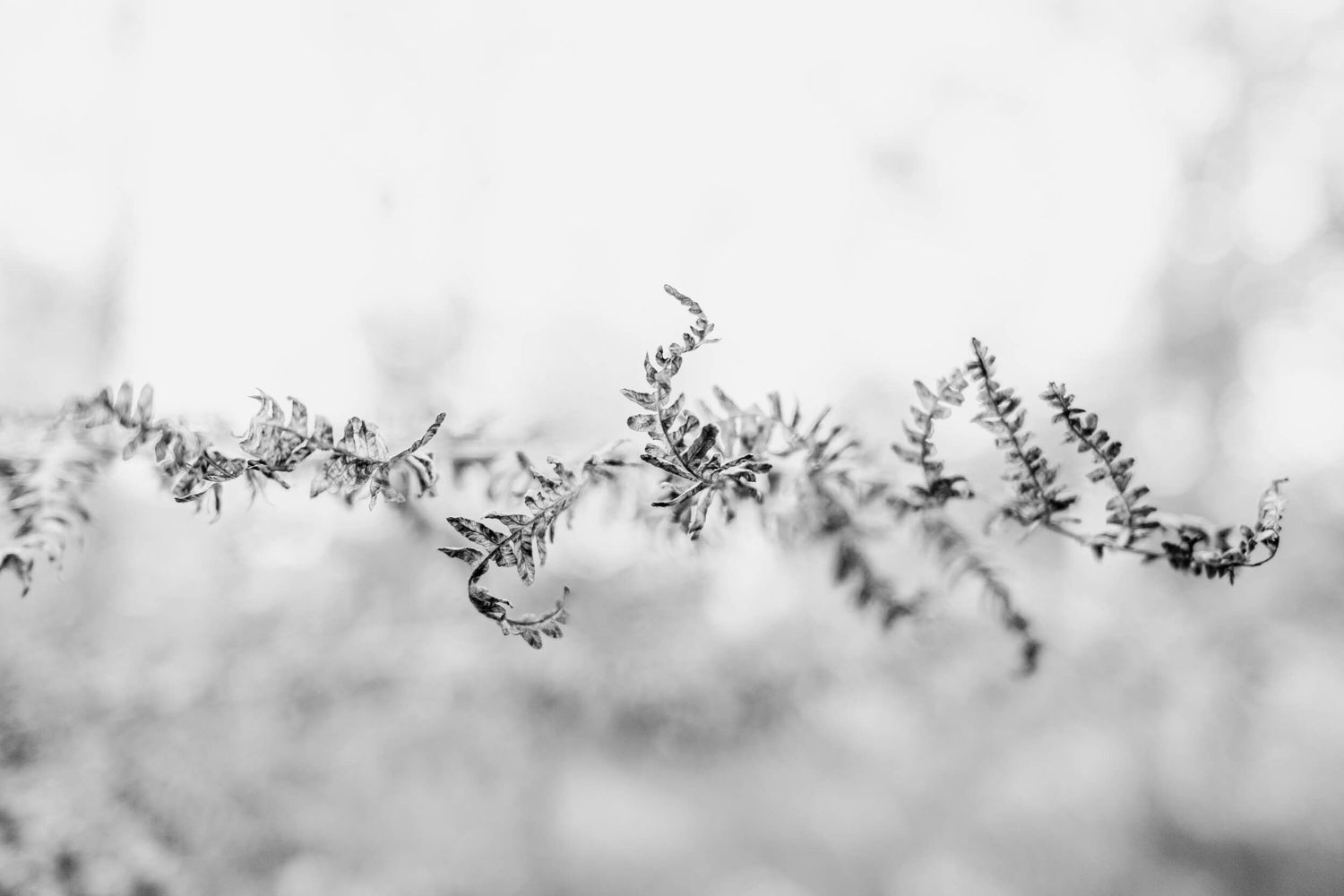 A swarm of mosquitoes flying in a blurred black and white macro photograph.
