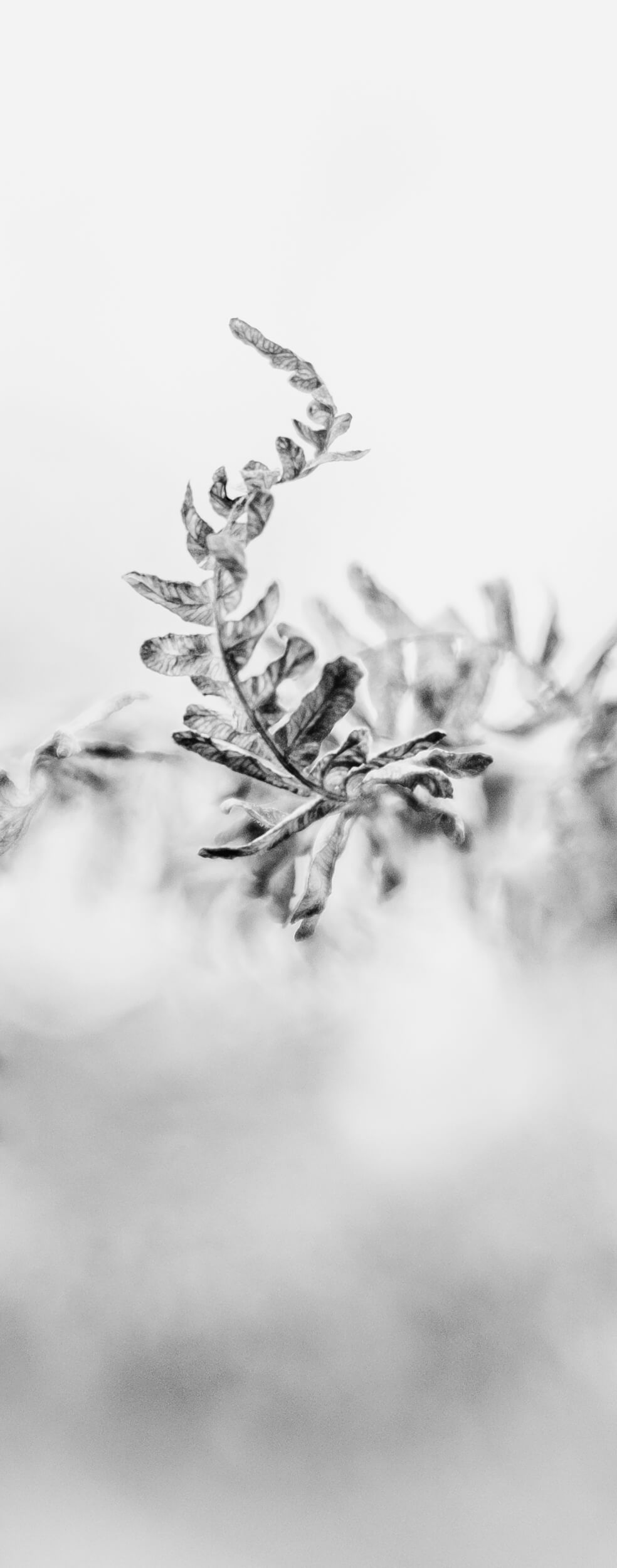 Delicate black and white macro photograph of frost crystals forming intricate patterns on a leaf in winter.