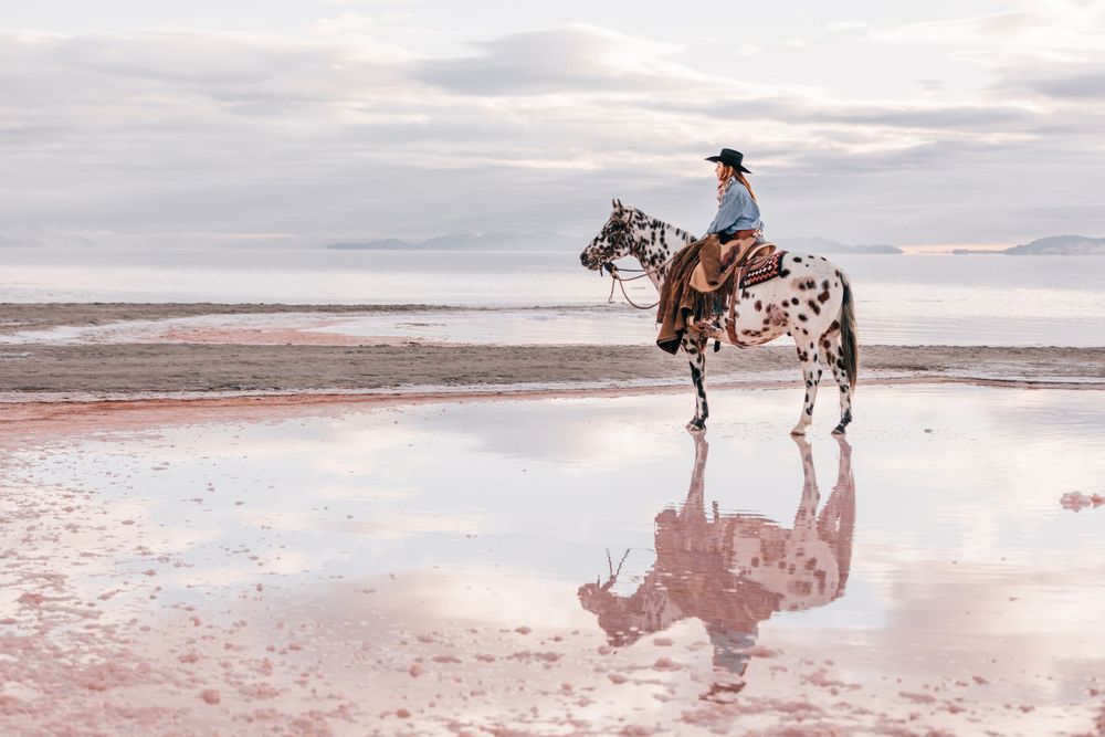equine photography