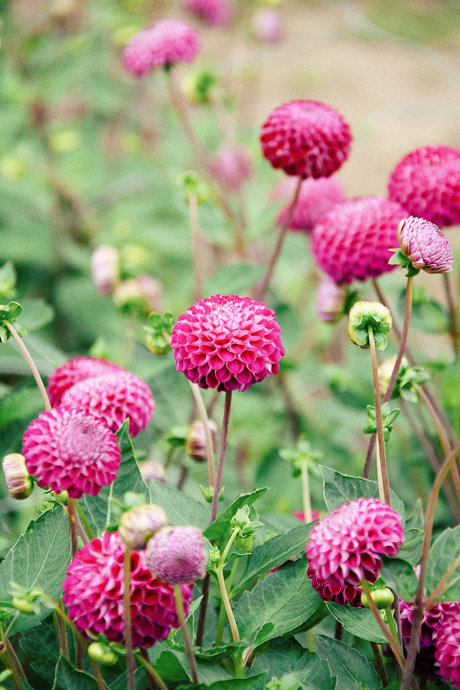 Pink dahlia flowers blooming in a garden with vibrant green foliage.