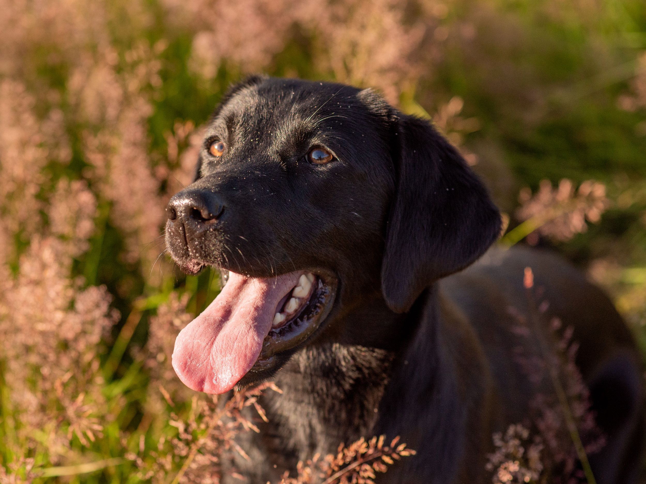 Health tested black Labrador Retriever female in Cheshire