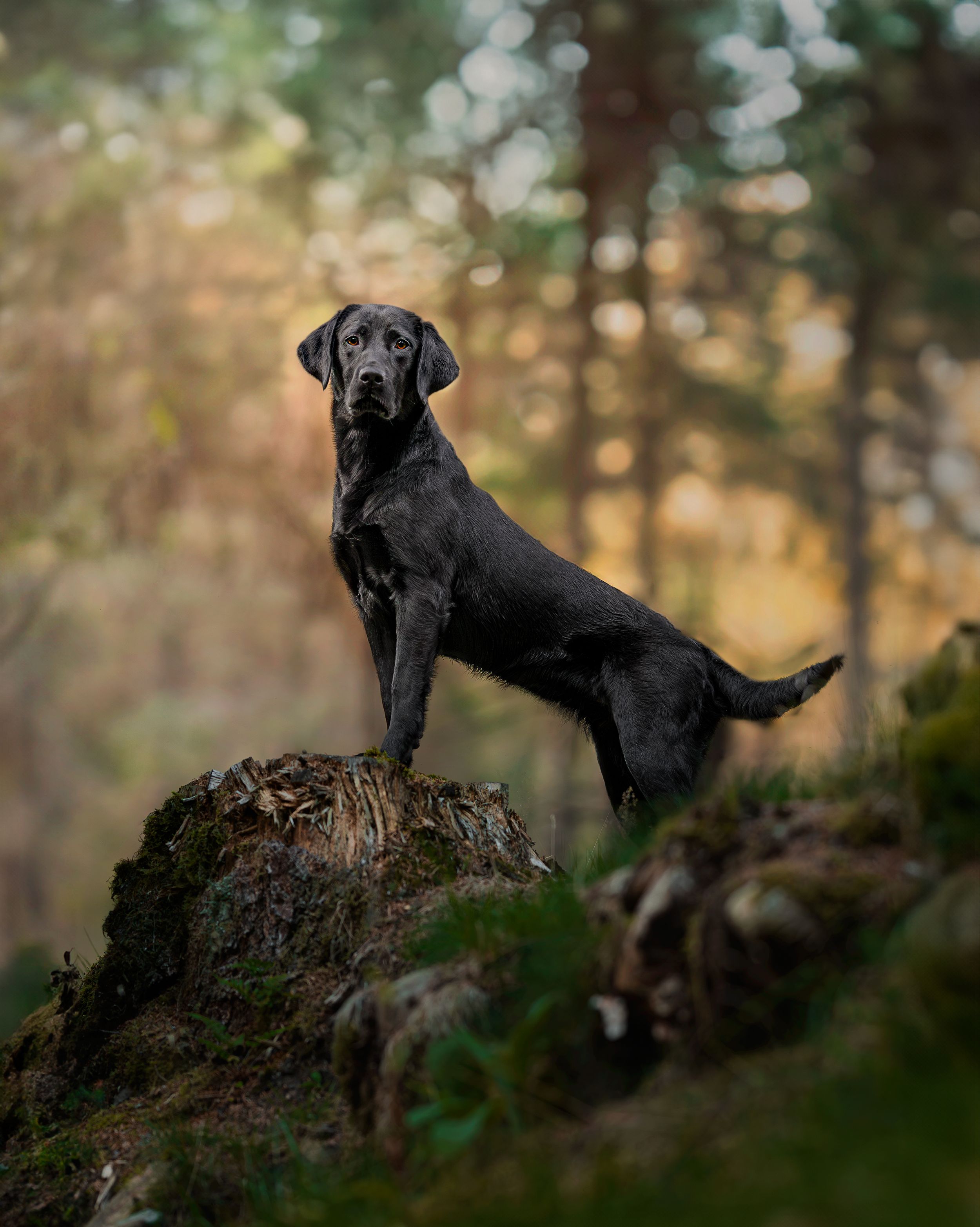 Black Labrador Retriever from health tested working lines