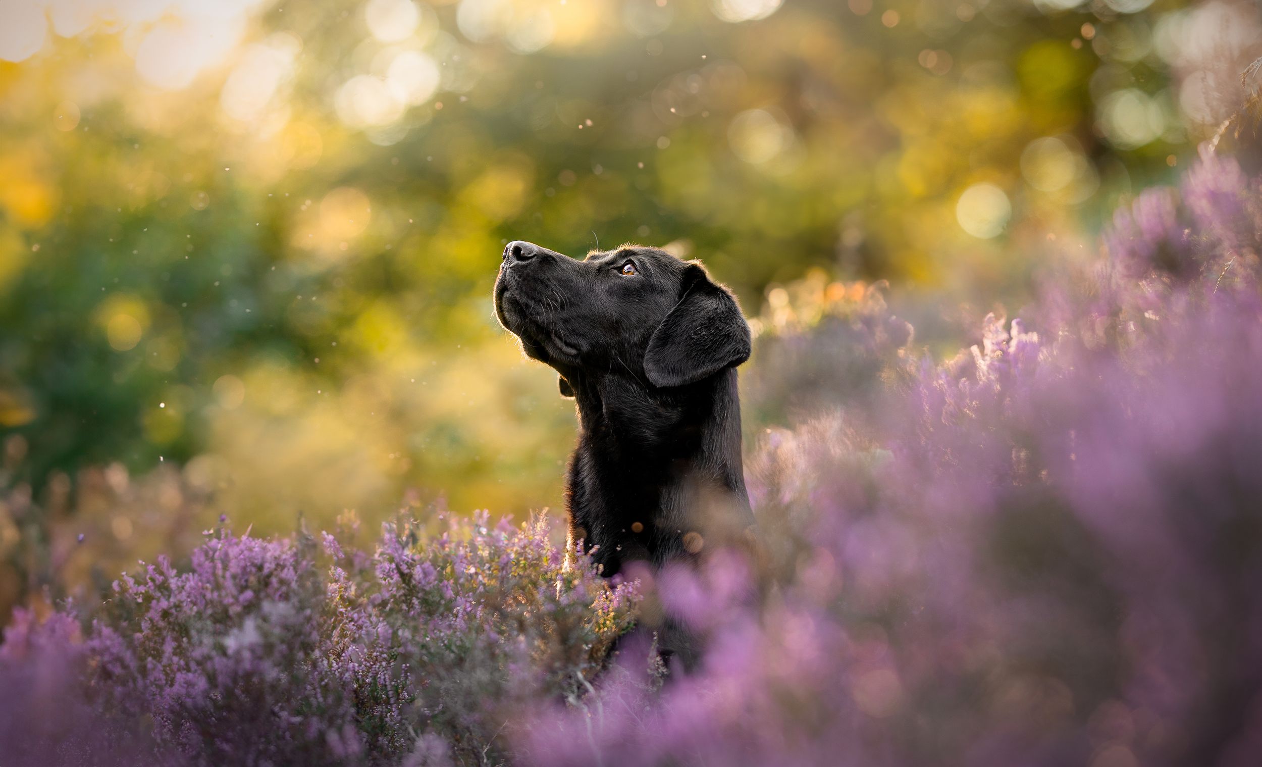 Working black Labrador Retriever female from proven bloodlines
