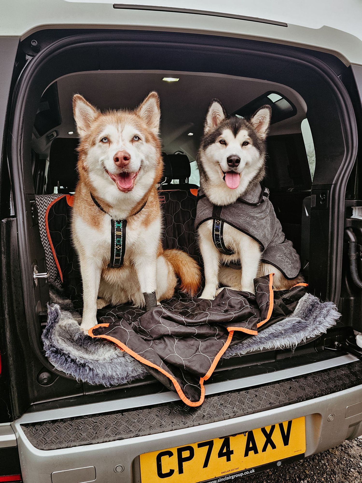Happy Alaskan Husky dogs sit together in a car's luggage compartment with a plush grey blanket.