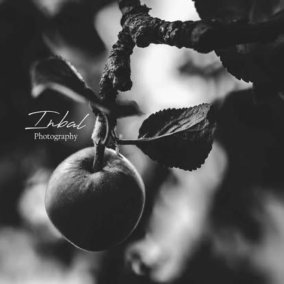 A black-and-white photo of an apple.