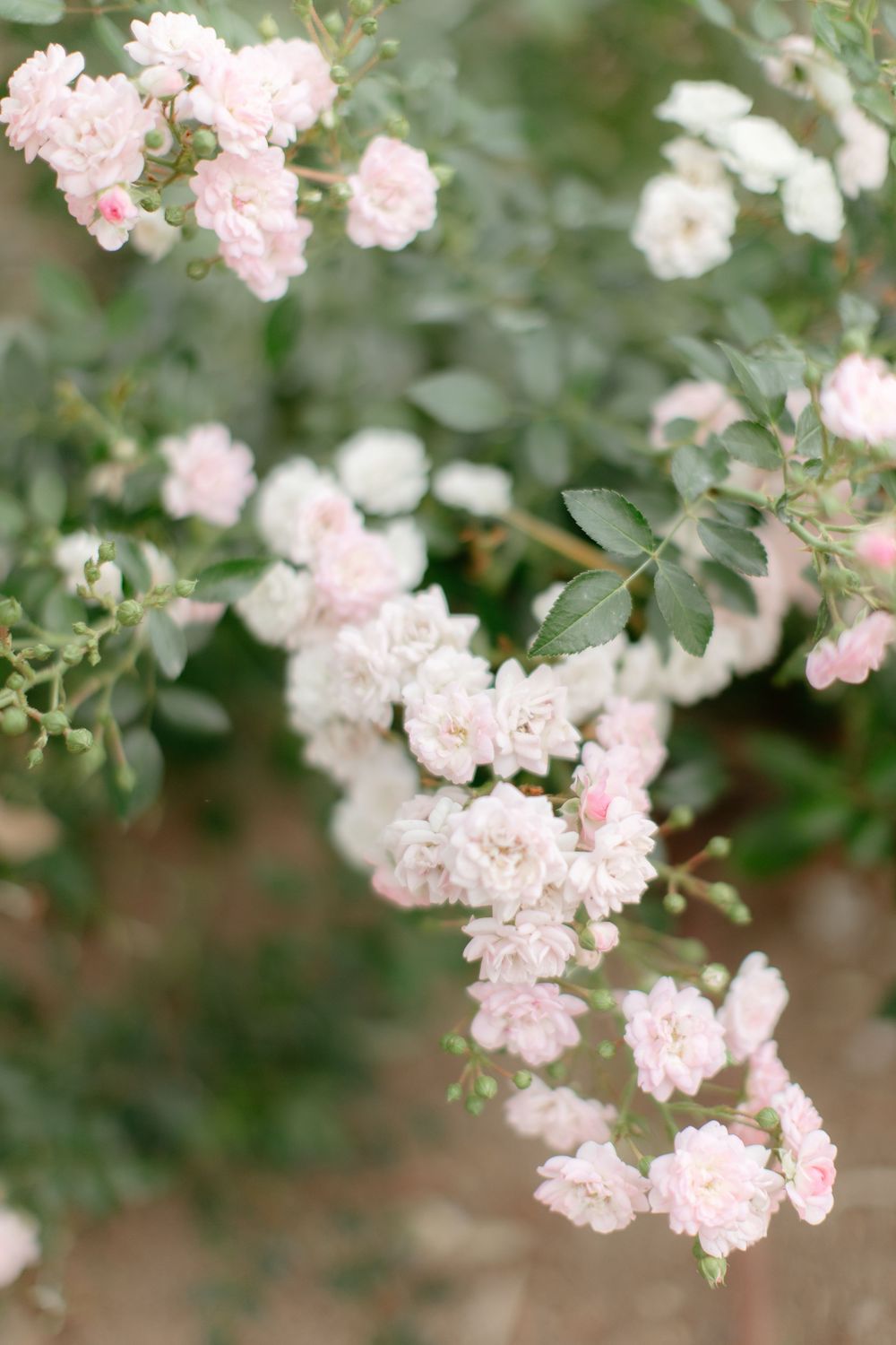 Delicate pink climbing roses bloom against a blurred green garden background.