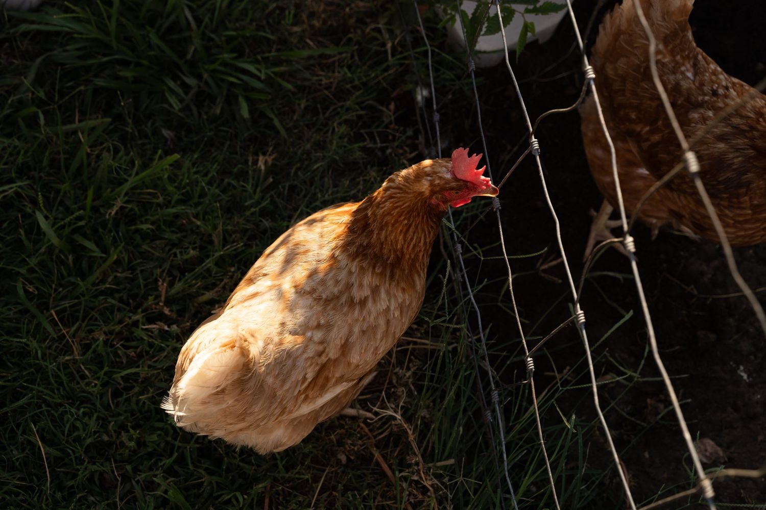 Tulsa photographer captures Chickens staying cool on a hot day at this documentary Family photography Session in Oklahoma