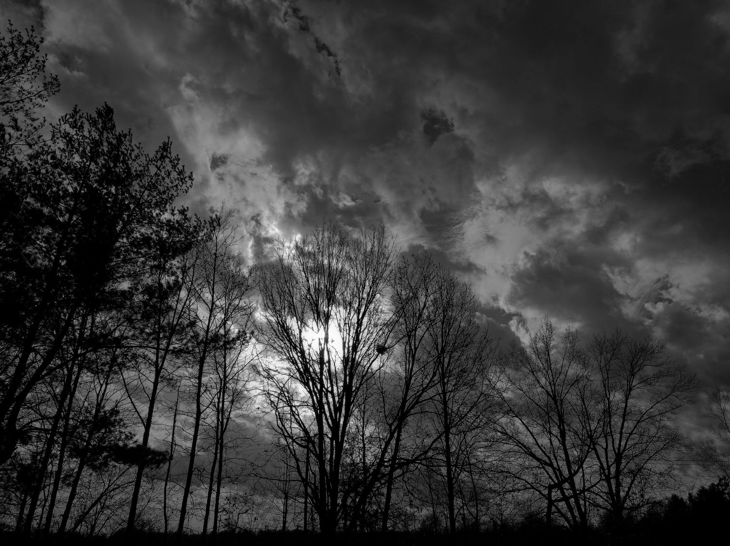 Dark silhouettes of tall pine trees against a dramatic cloudy sky with sunlight breaking through the clouds at dusk.
