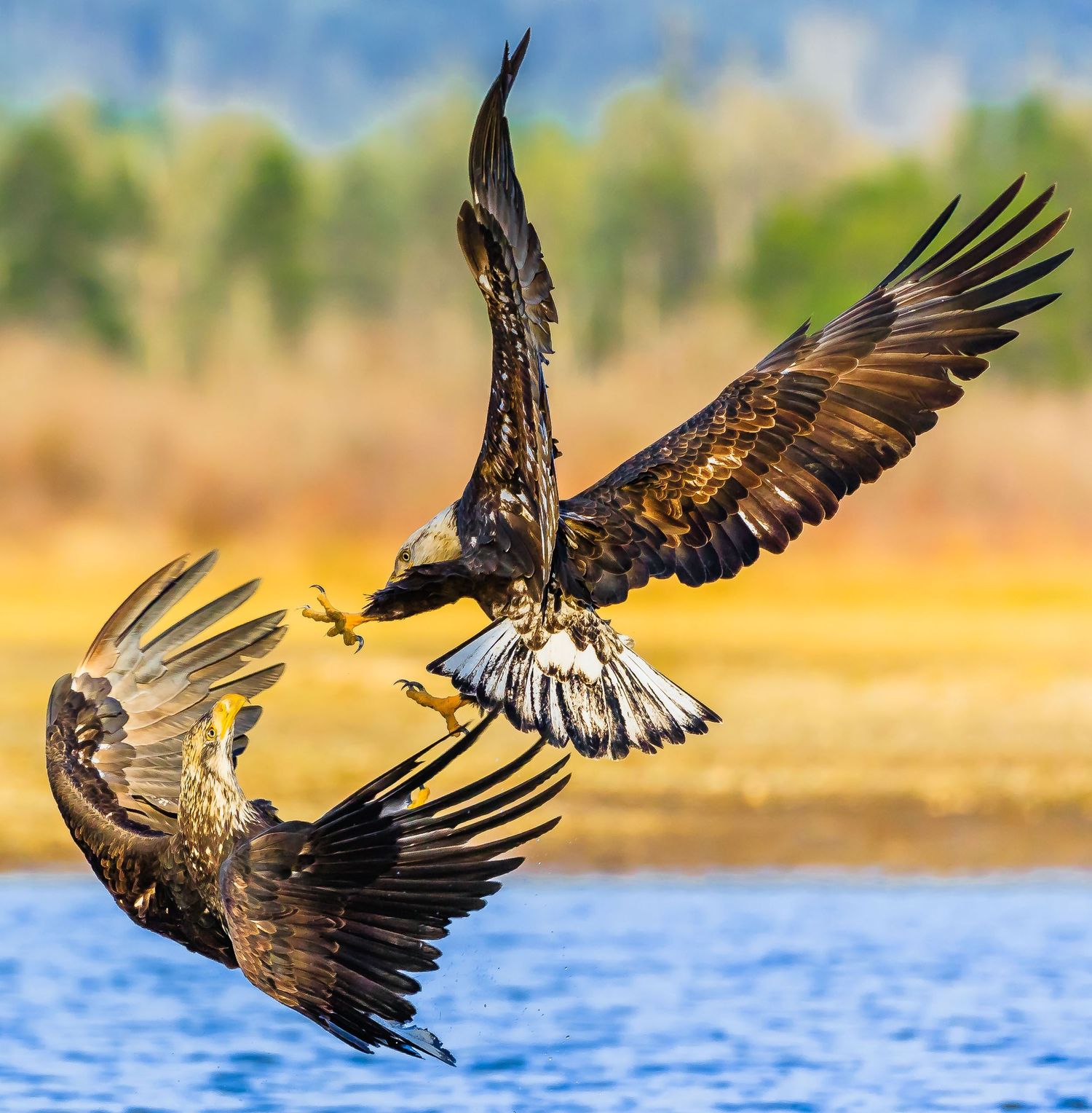 Bald Eagle