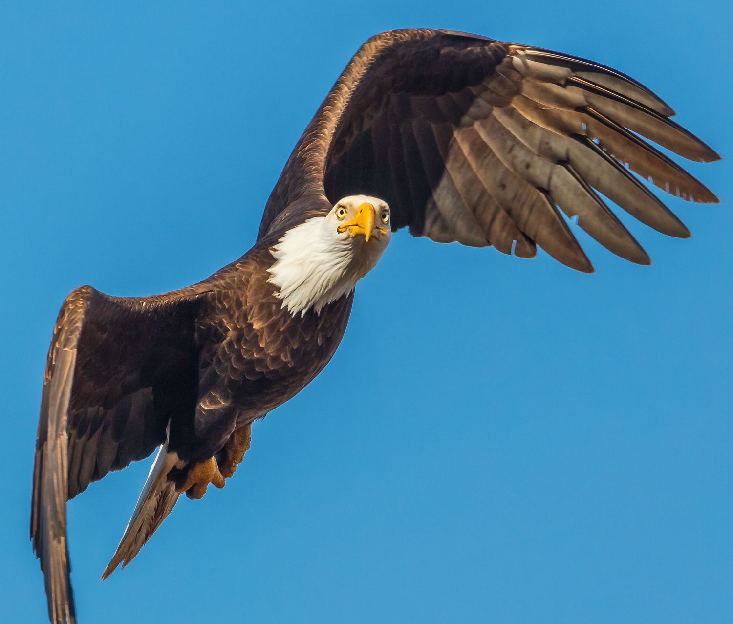 Bald Eagle