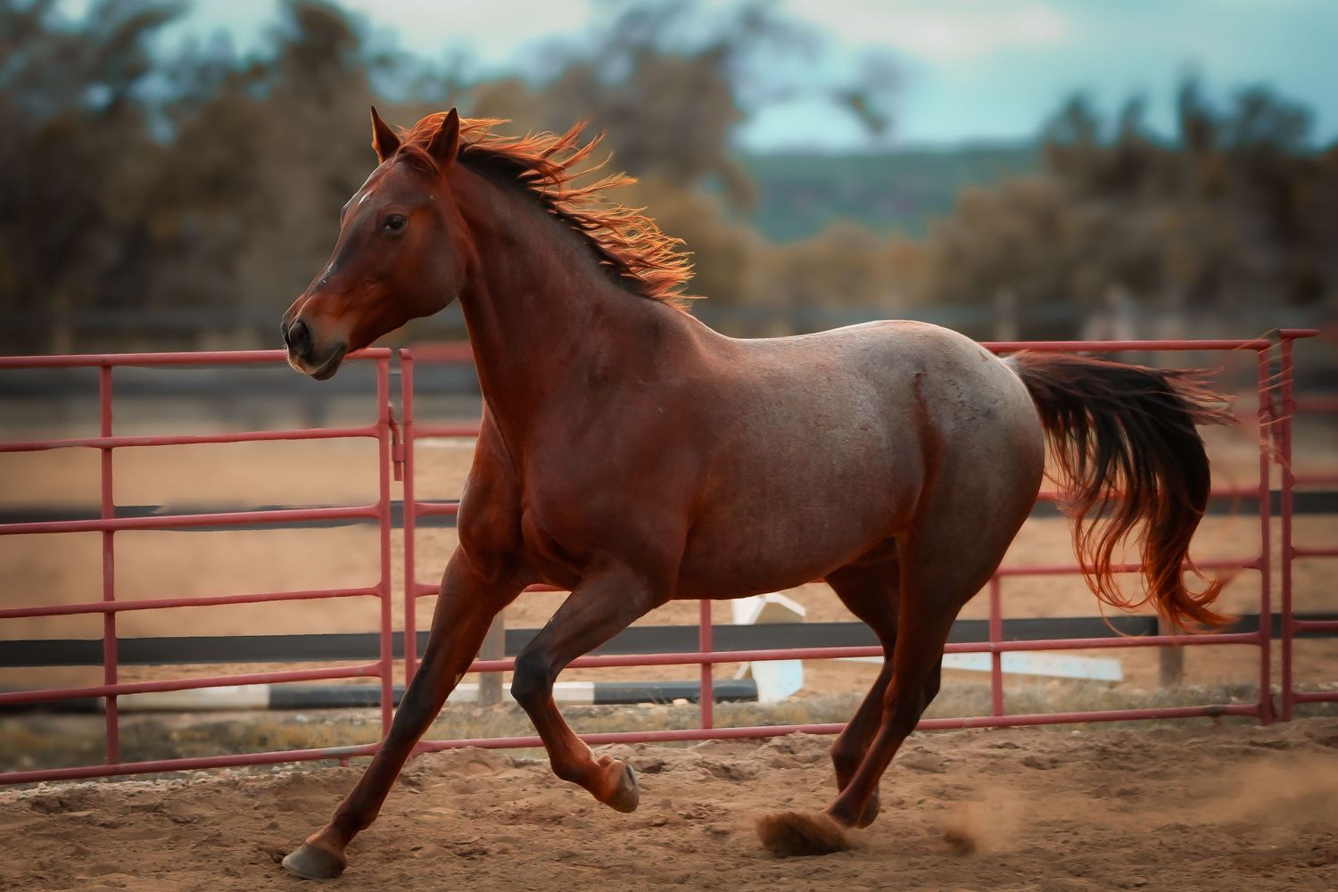 Trotting quarterhorse mare in an outdoor arena in Dripping Springs, TX. Red roan horse.