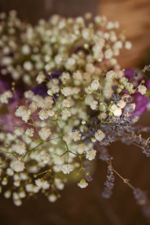Delicate white baby's breath flowers arranged with purple accents against a brown backdrop.