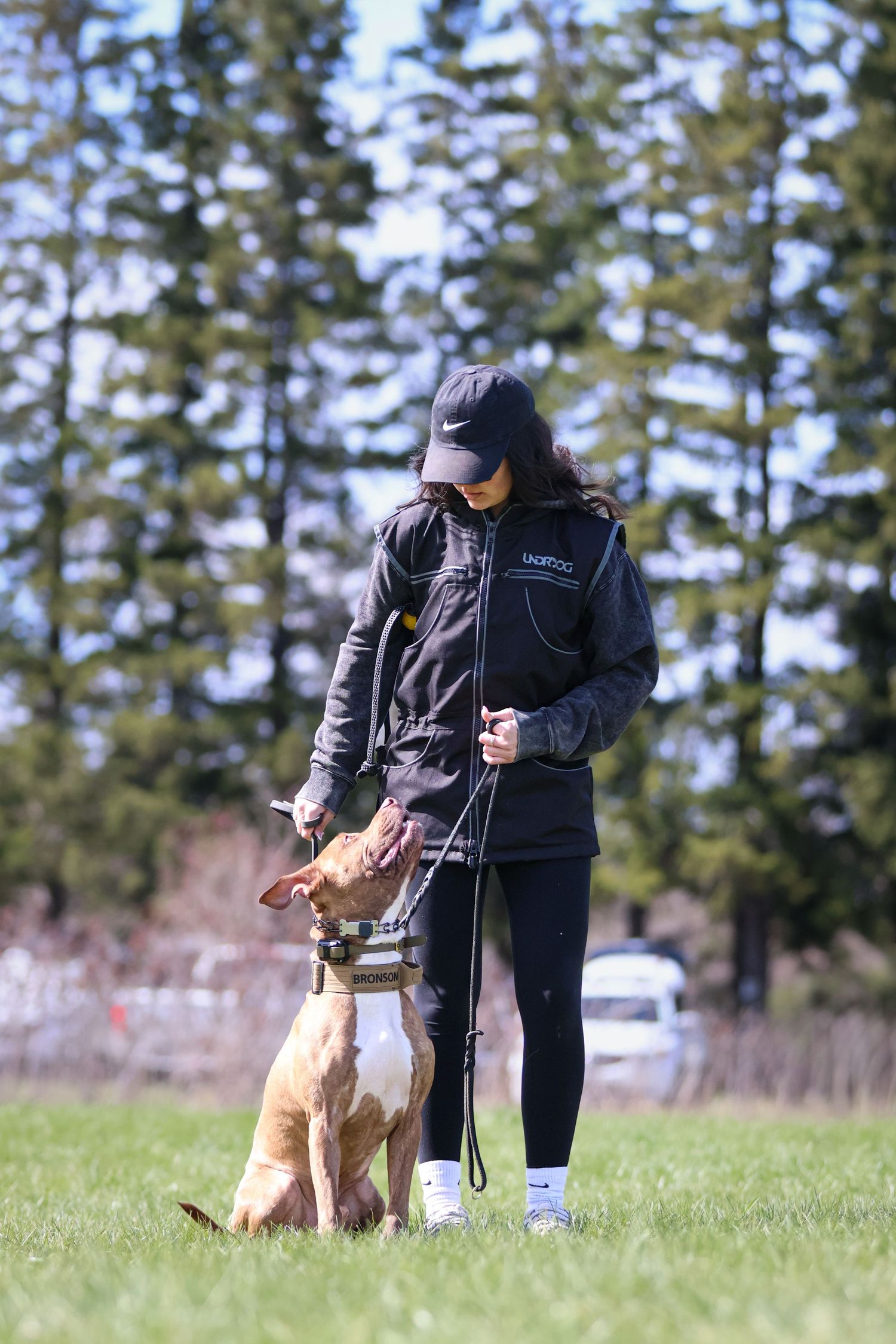 Male dog trainer and American bulldog