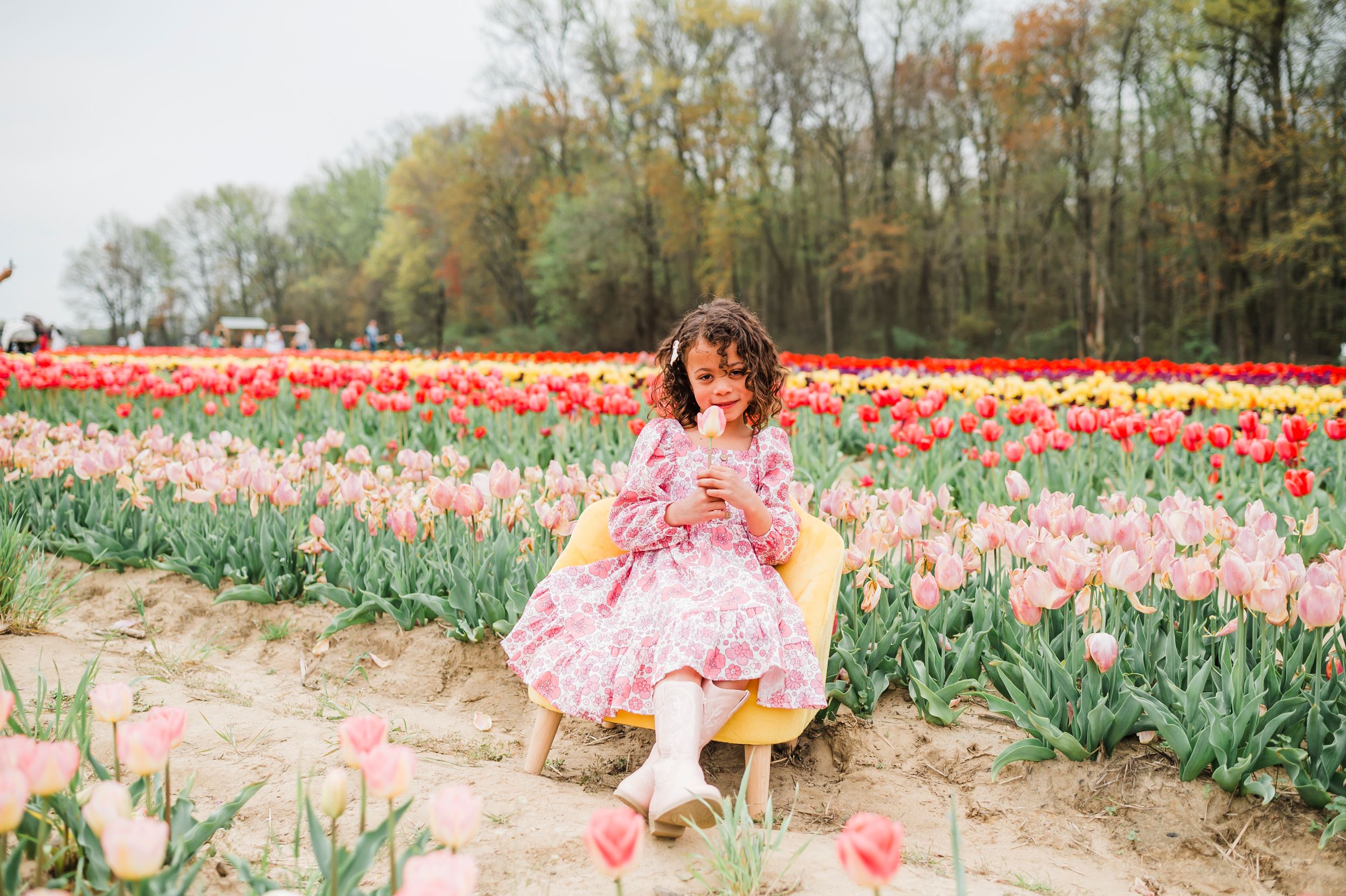 Bright tulip fields in bloom with rows of colorful pink and red flowers stretching across a spring landscape.