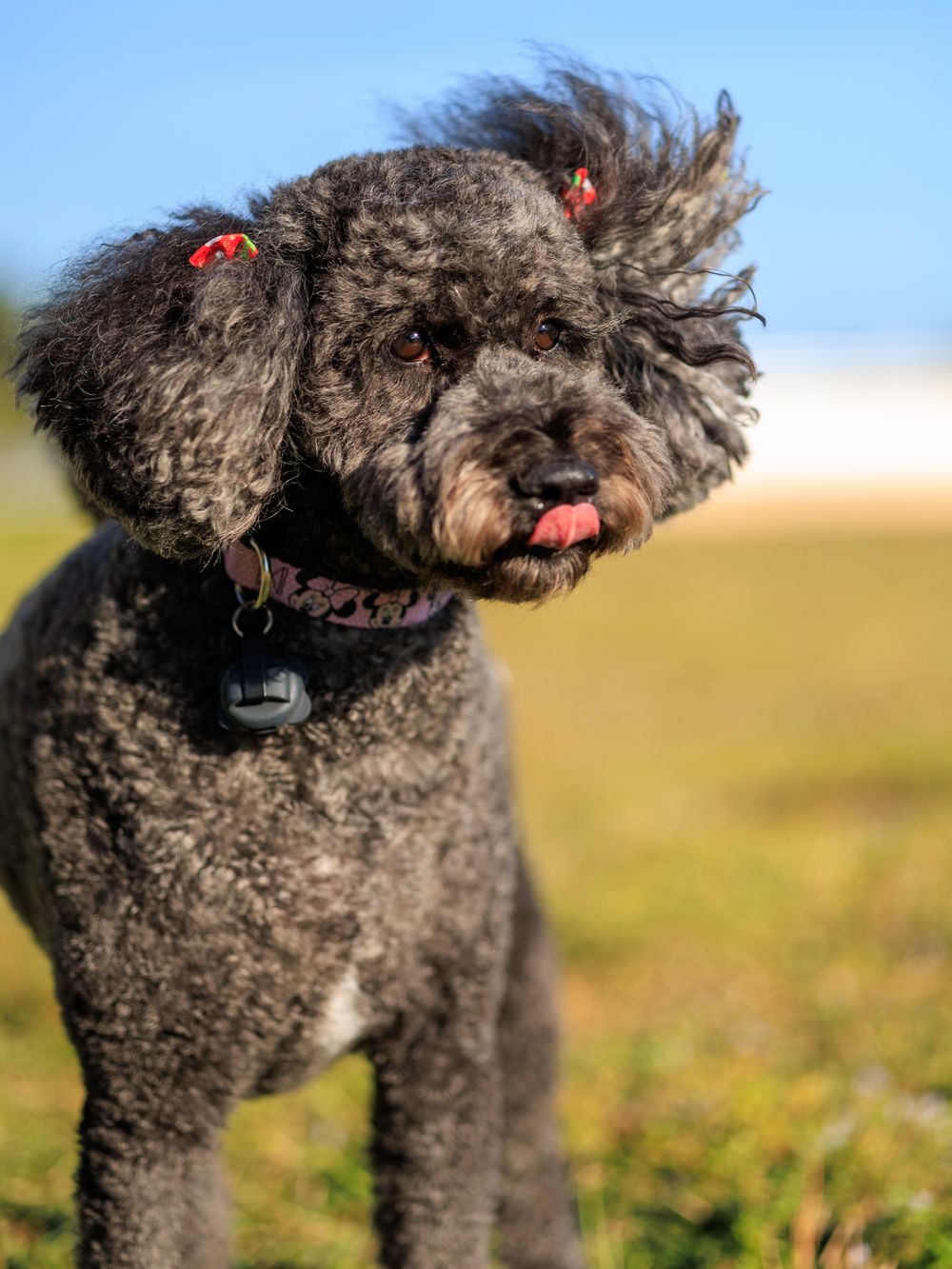 Close-up portrait of a curly-haired black poodle with red collar outdoors.