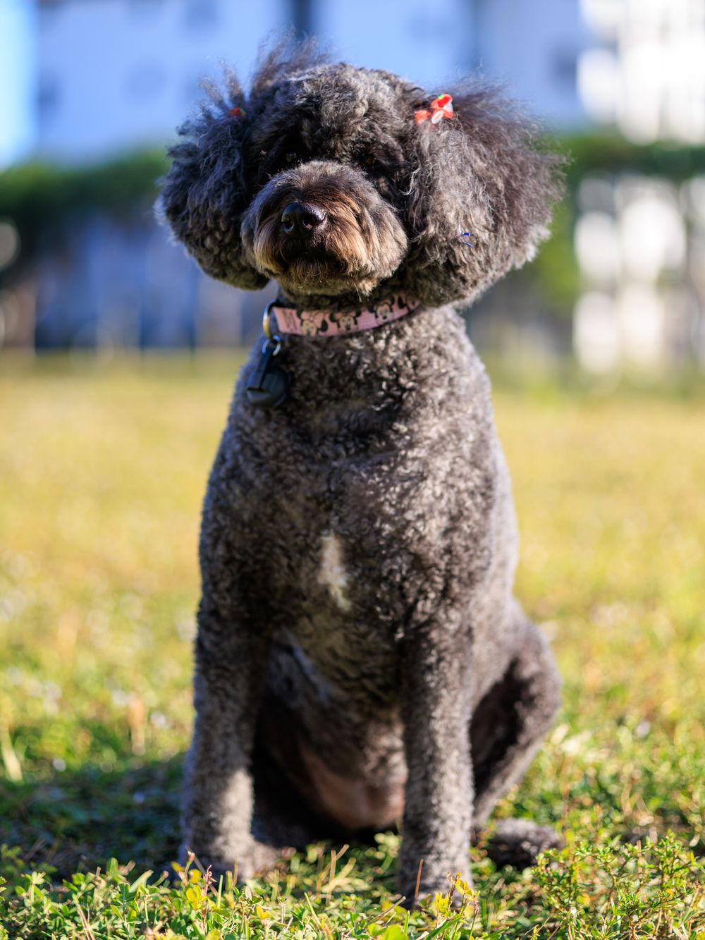 Fluffy black poodle dogs sitting together in grass on a sunny day.