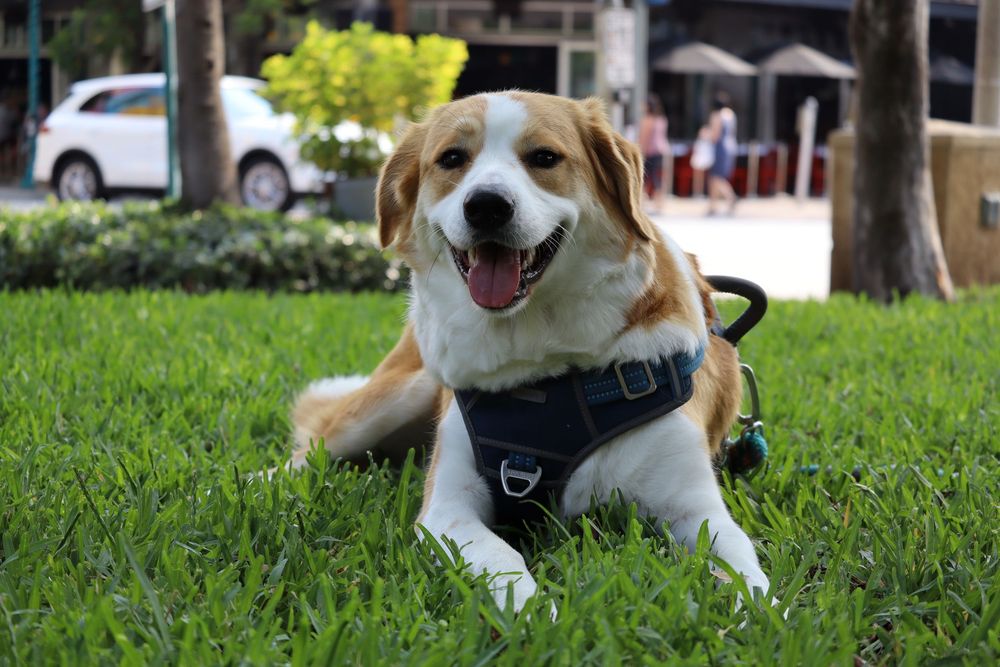 Cheerful brown and white dog lying in green grass with a playful expression.