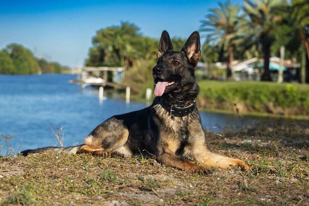 A German Shepherd dog lies on a rocky shoreline with a lake and trees in the background.