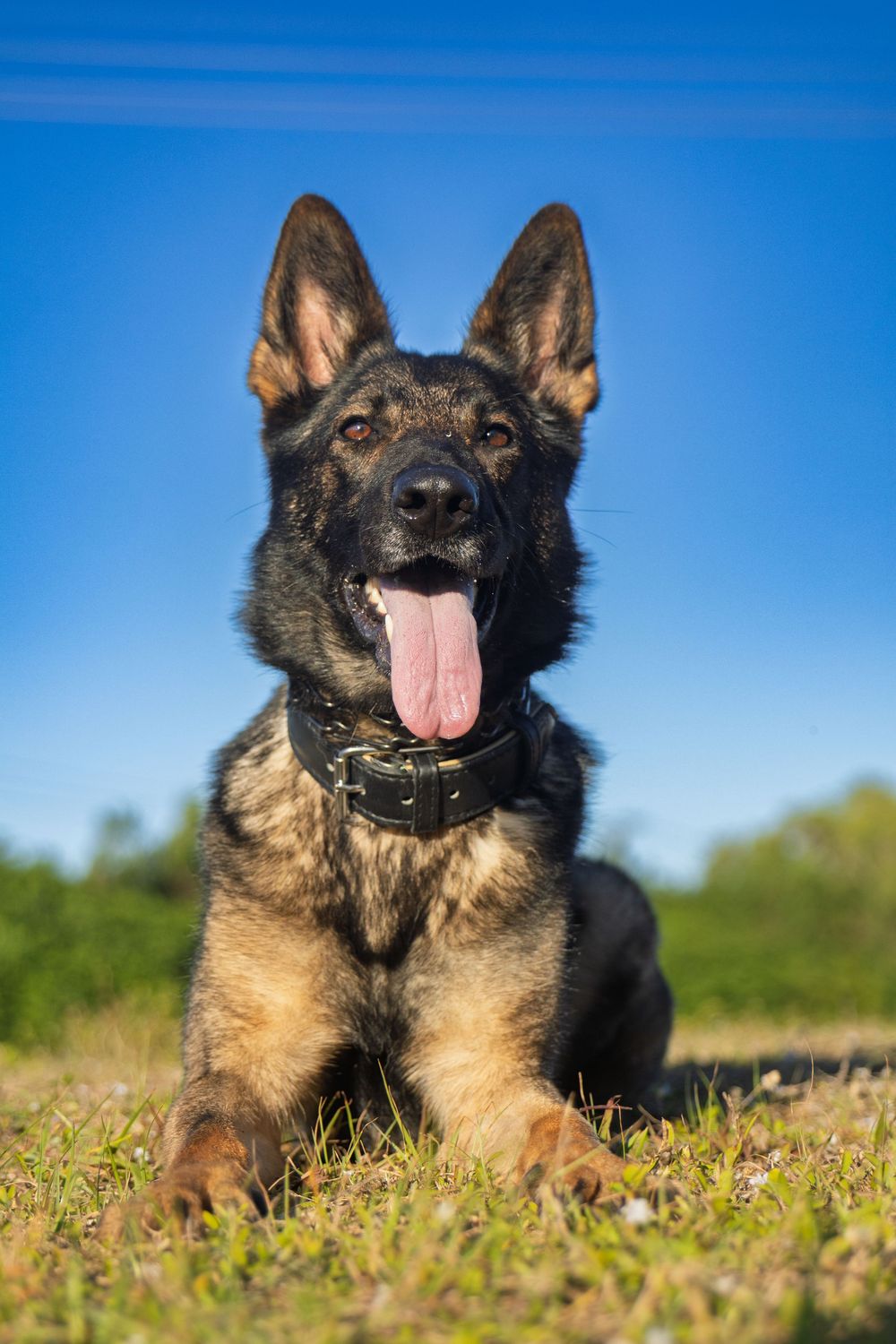Close-up portrait of a happy German Shepherd dog with tongue out against blue sky background.