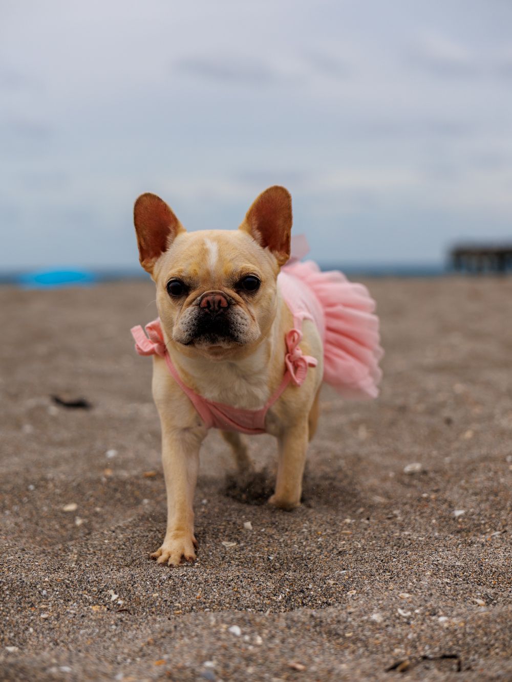 French bulldog puppy wearing pink tutu dress plays on sandy beach.
