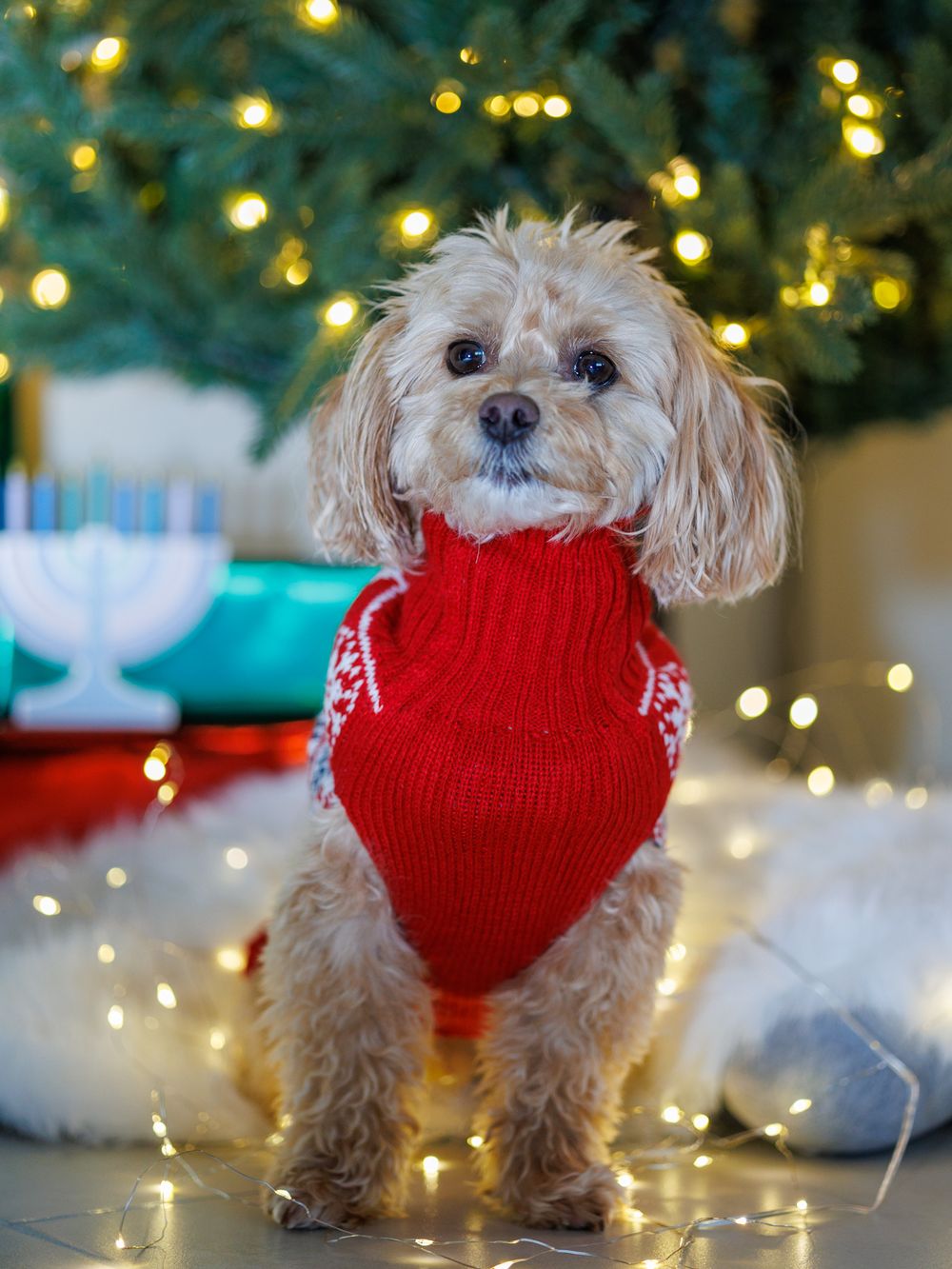 Small fluffy dog wearing red sweater poses by Christmas tree with twinkling lights.