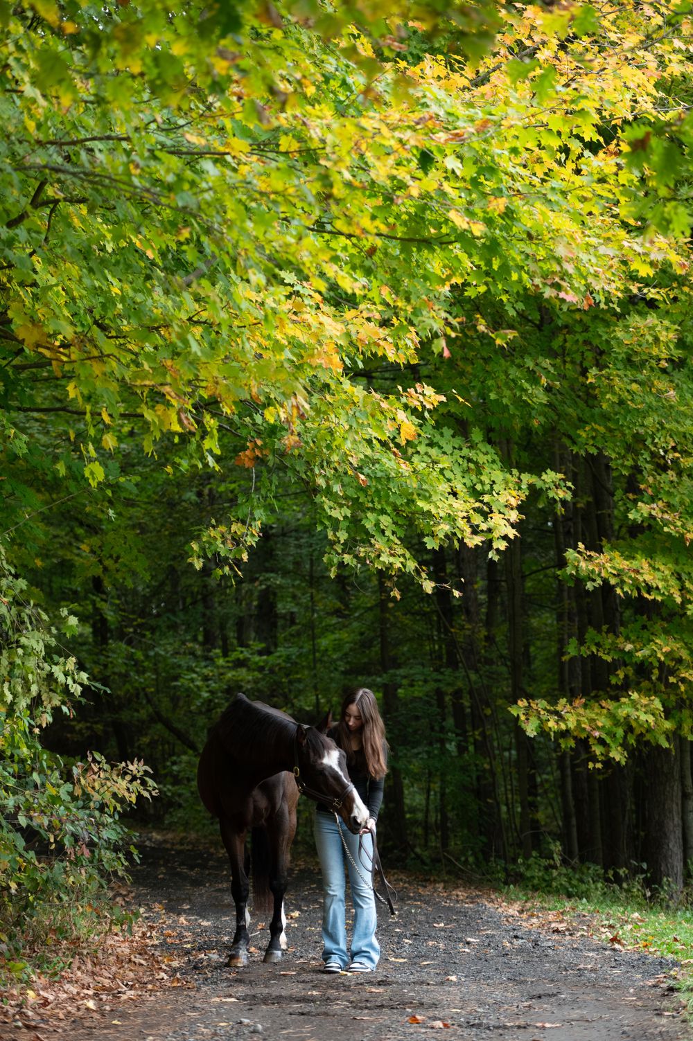 A black horse and companion walk along a forest trail lined with autumn trees displaying yellow-green foliage.