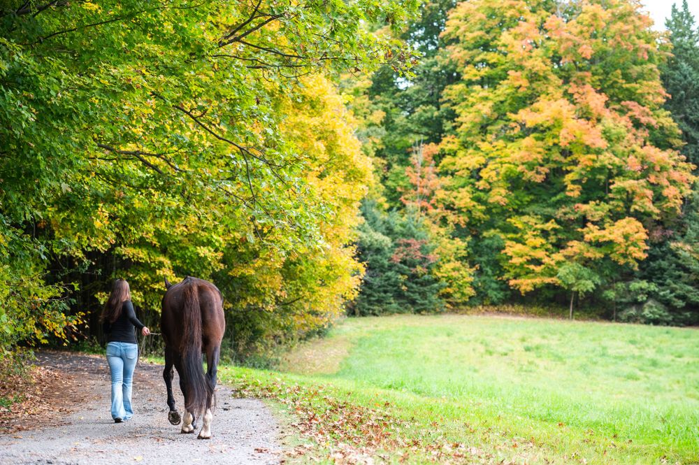 Two figures walking on an autumn path surrounded by vibrant yellow and green foliage in a park.