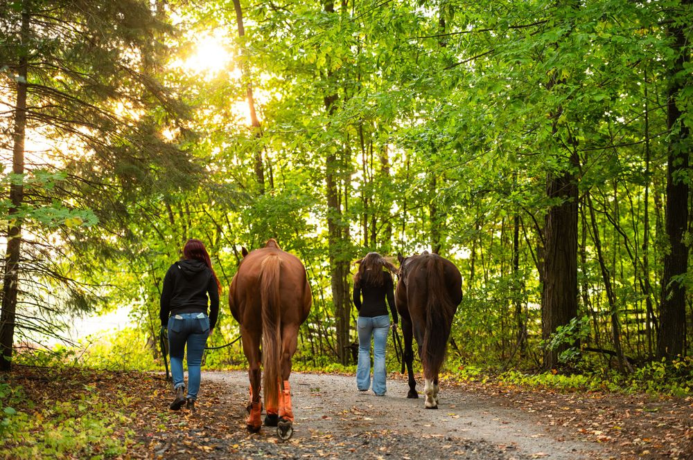 People walking with their horses down a sunlit forest path lined with lush green trees.