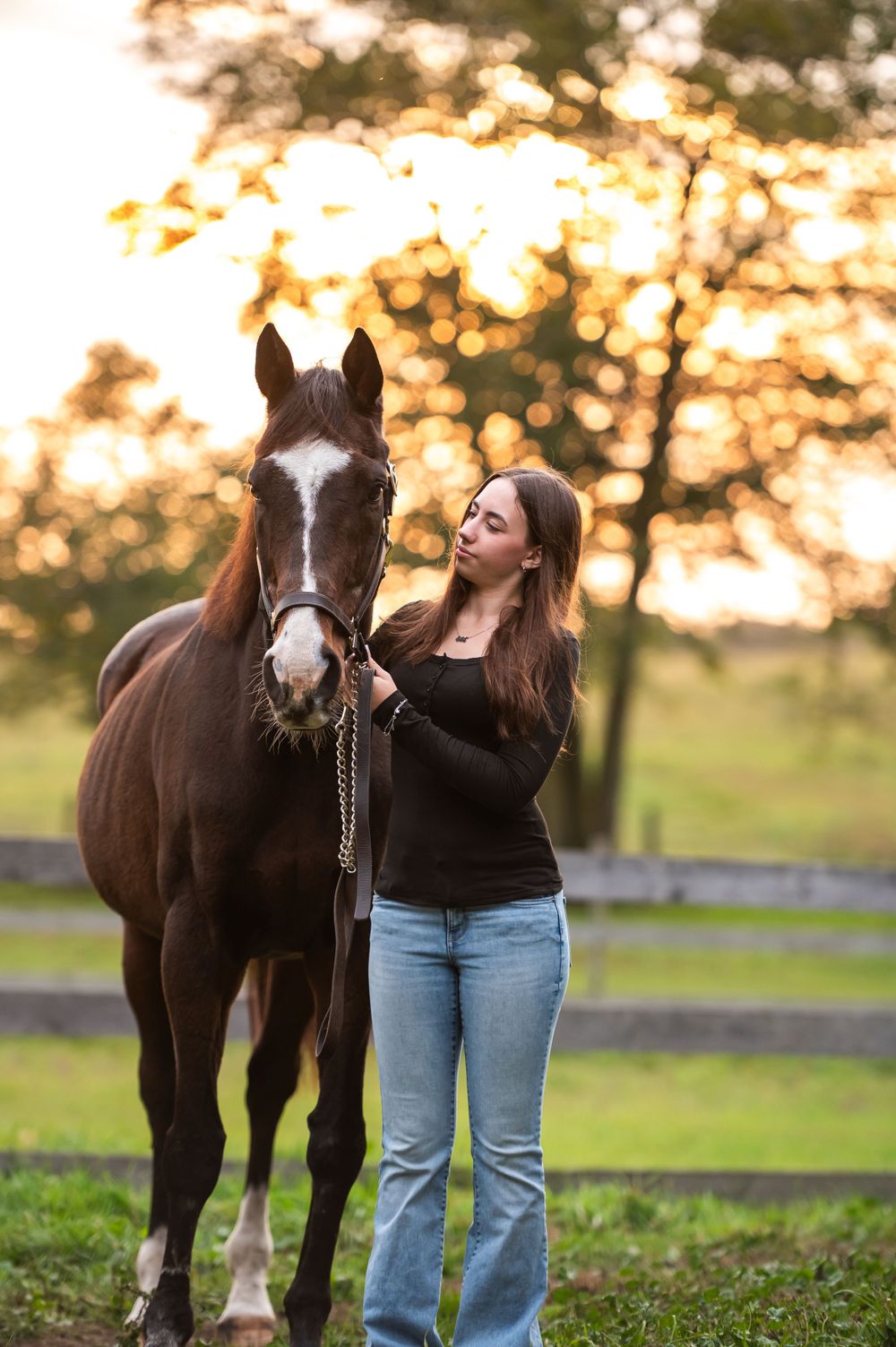 A bay horse with white markings stands in a pasture during golden hour while being groomed.