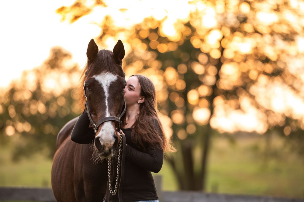 A dark brown horse and person share a tender moment at sunset in a pastoral setting with golden bokeh background.