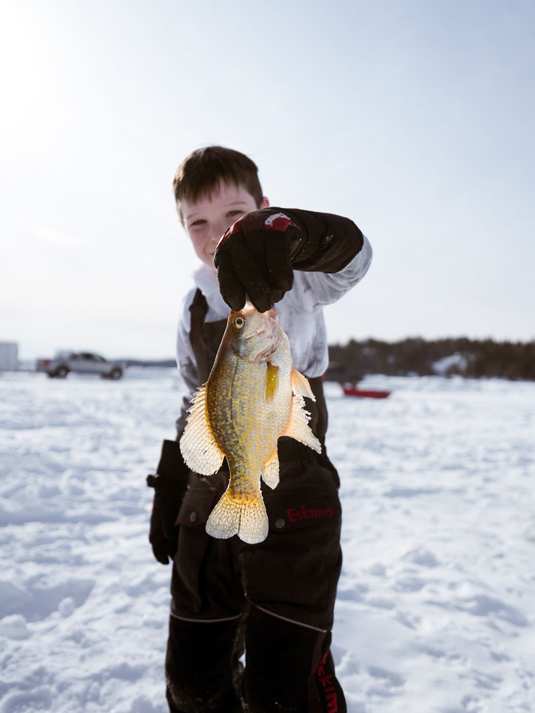 Ice fishing catch showing yellow perch held up against snowy background.