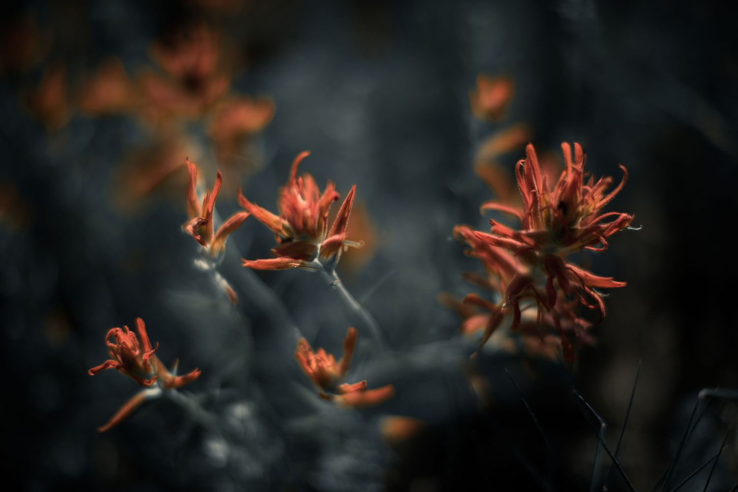 Prairie Fire by Ash Moon