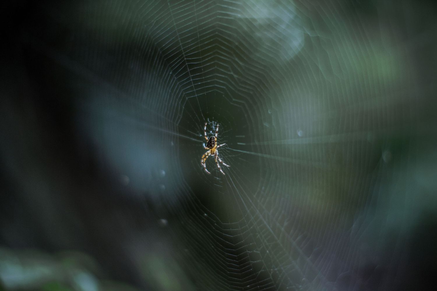 PNW Spider by Ash Moon