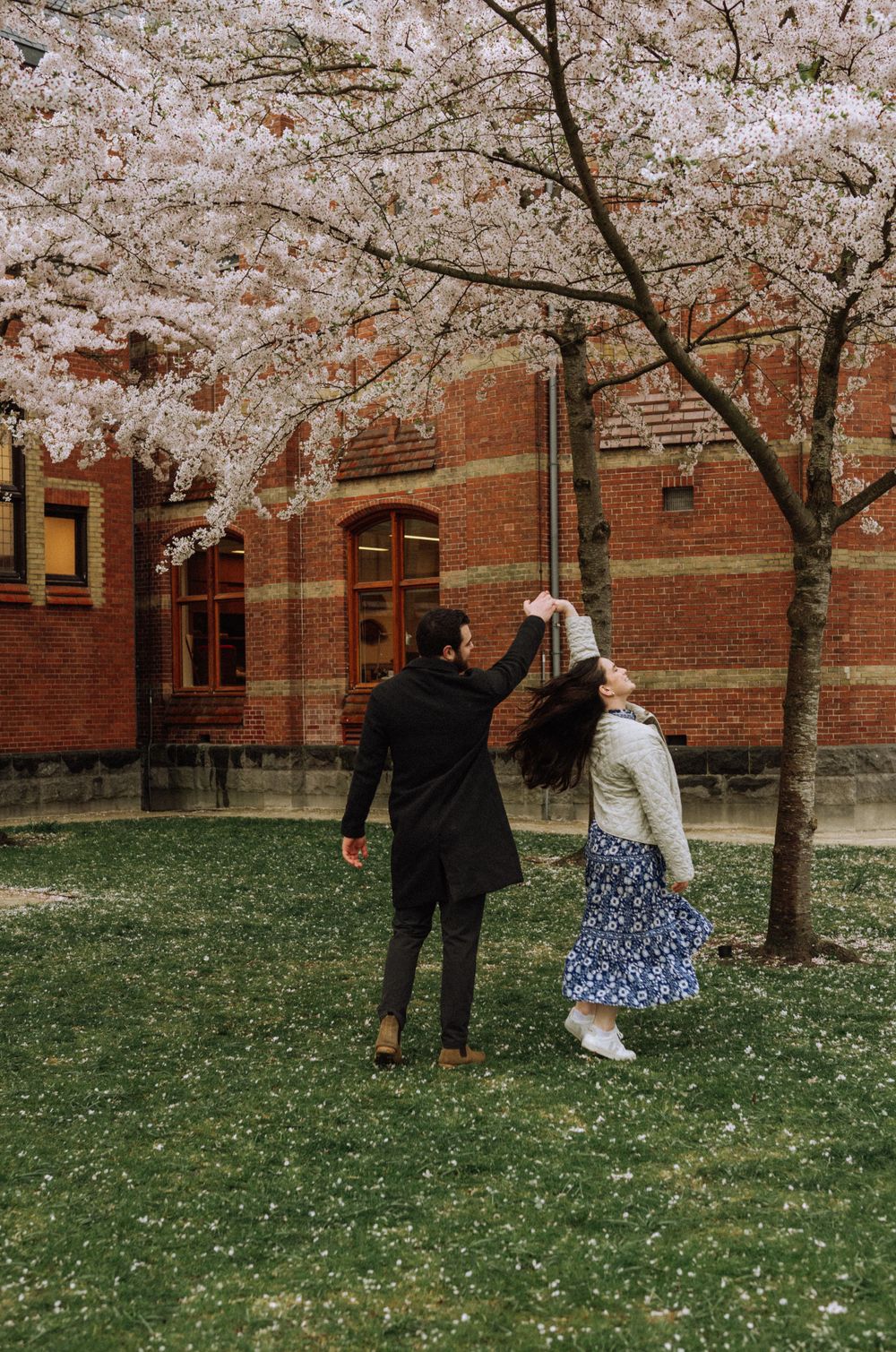 A romantic scene unfolds beneath blooming cherry blossom trees on a spring day.